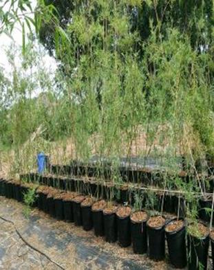 wholesale plants apopka