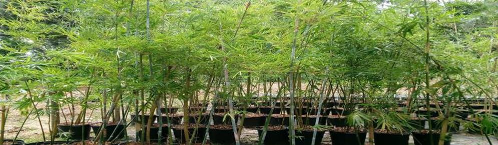 bamboo nursery