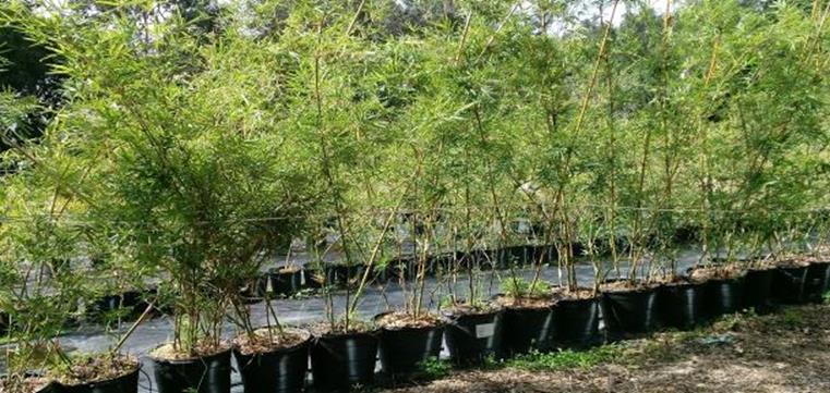 3 gallon graceful bamboo